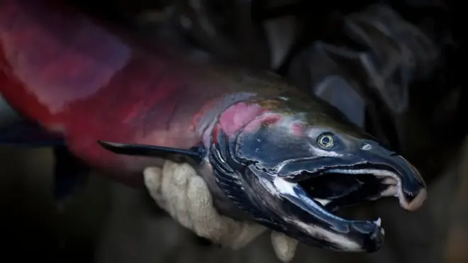 زادت أعداد السلمون في نهر إيلوا بعد إزالة سدين كبيرين