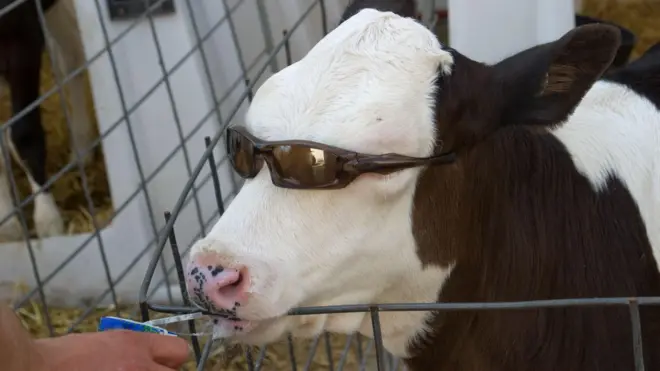 Bezerro tomando sucojogo da memória onlineóculos escuros