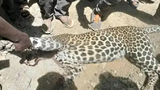 Qeerransi kun namootarraan erga miidhaa geessisee booda qindoomina uummataa fi poolisiin ajjeefameera