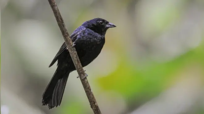 O tiê-preto (Tachyphonus coronatus) desce da região serrana para passar os meses mais friosraidalot pokerflorestas baixas, como a do Camboatá