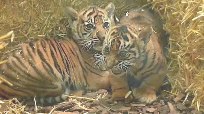 ولادة نمران من فصيلة نادرة مهددة بالانقراض في حديقة حيوان ألمانية