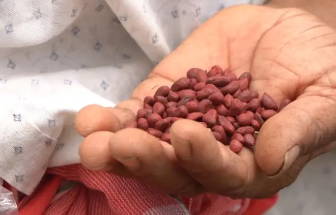 నకిలీ విత్తనాలు