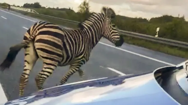 The zebra was one of two that escaped from a circus
