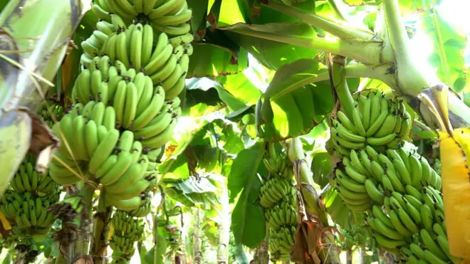 భారత్, ఆంధ్రప్రదేశ్, అరటి, రైతులు, అమెరికా, ఇరాన్, మిడిల్ ఈస్ట్