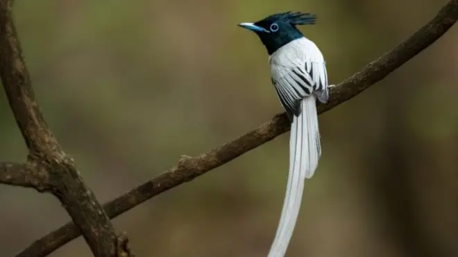 مارگلہ کے پرندے