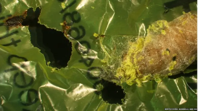 کرم پیله سازی که پلاستیک را سوراخ کرده است