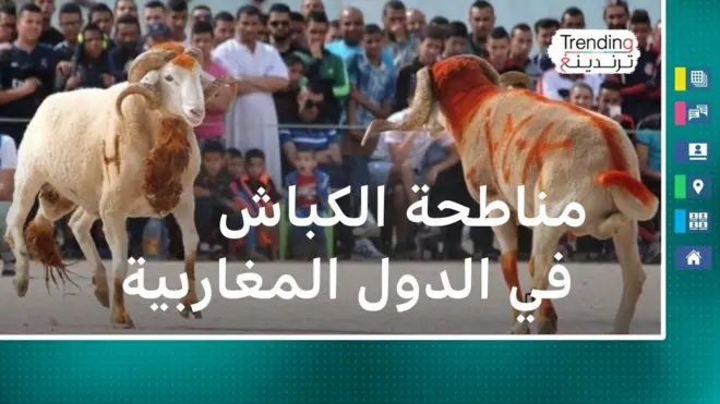  مناطحة الكباش ظاهرة اجتماعية تتميز بها دول المغرب العربي قبل عيد الأضحى المبارك 