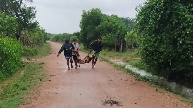 සීතල දරා ගැනීමට නොහැකිව මිය යන උතුරු පළාතේ ගවයින් හා එළුවන්