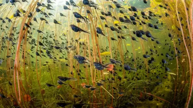 تصویری از شنای گروهی بچهوزغها