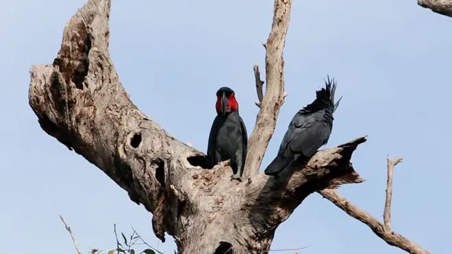 นกกระตั้วดำ