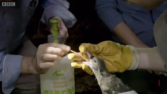 Повен шлунок пластику - сміття, що вбиває птахів