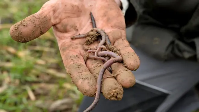 El naturalista británico Charles Darwin dedicó una de sus obras a las lombrices de tierra.