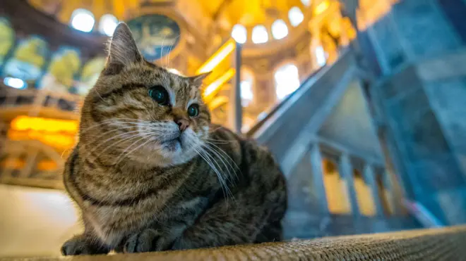 Kot siedzi spokojnie w Hagia Sophia, niegdyś kościele chrześcijańskim i meczecie cesarskim, znajdującym się w Stambule w Turcji.