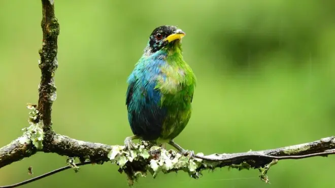 O pássaro com a plumagem do lado direito azul e do lado esquerdo verde