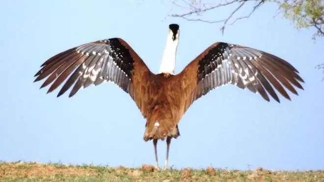 great Indian bustard