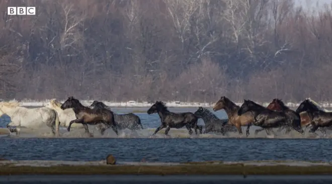 Livestock stuck in Danube river island