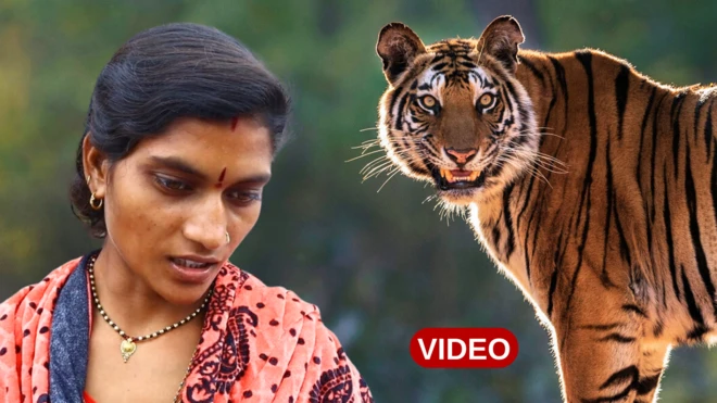 పులి దాడులు