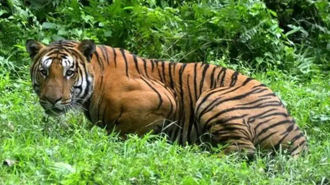 ව්‍යාඝ්‍රයන් තේමා කරගත් ඉන්දියානු සාහිත්‍යක් ද වෙයි