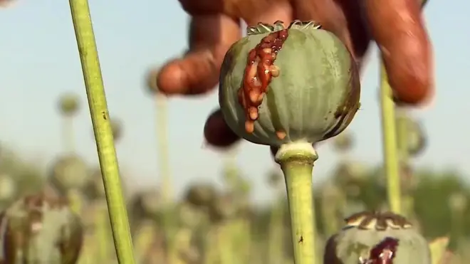 Опіум в Афганістані