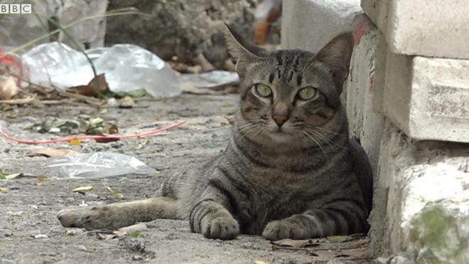 Mèo hoang ở Bangkok thường không phải lo kiếm mồi