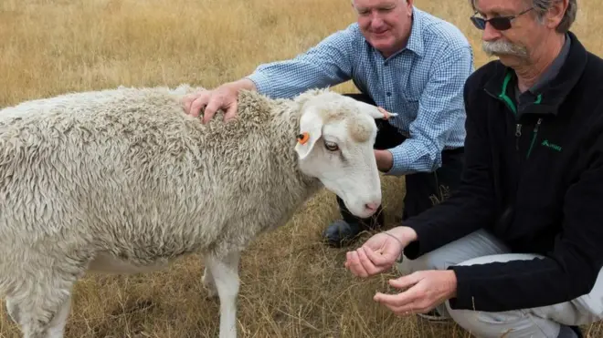 Investigadores con la oveja mutante