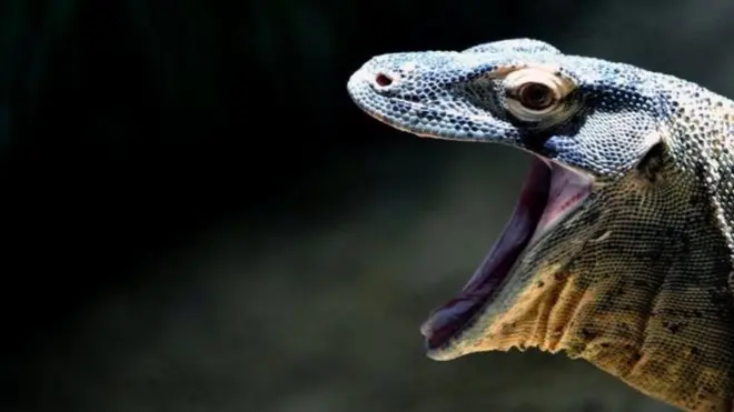 комодський дракон