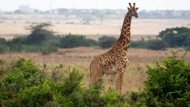 Les girafes sont menacées par la situation sécuritaire au Niger