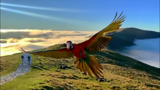 Папуга, що літає сам по собі