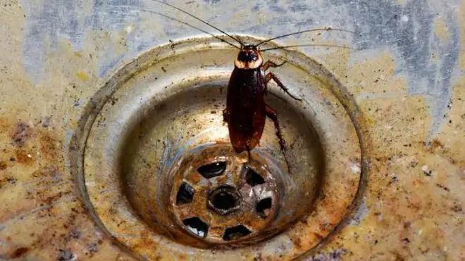 బొద్దింక