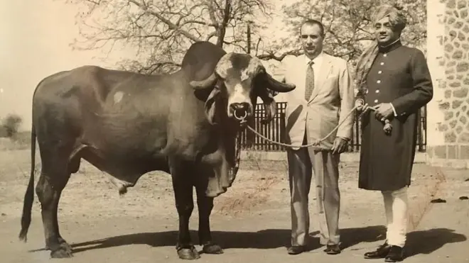 ब्राझीलमध्ये भारतीय गायींचा दबदबा