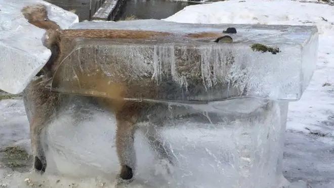 जमी हुई लोमड़ी