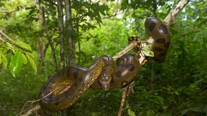 An anaconda snake wrapped round a branch in Brazil