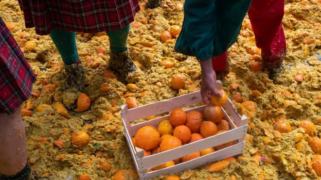 د نارنجو ددې جګړې په جریان کې له ۷۰۰ ټنو زیات نارنجان کارول کیږي