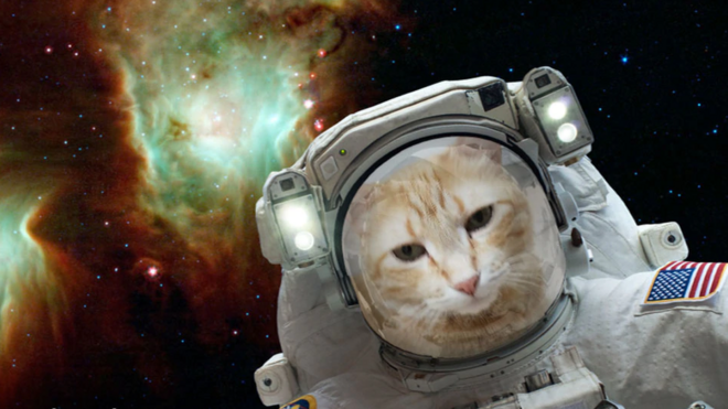 Котик у скафандрі в космосі