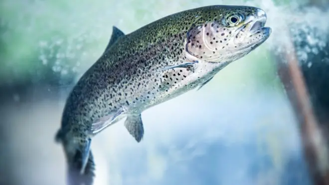 El parásito es letal para las truchas y peces blancos