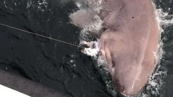 Шестизяброва акула