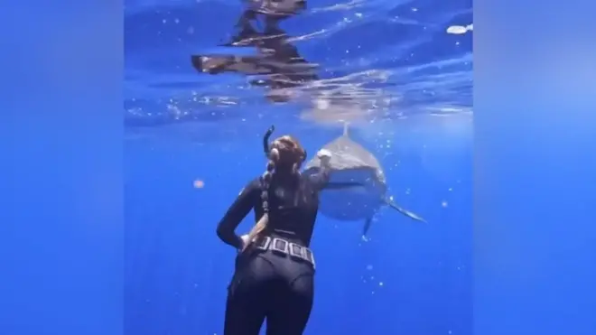 plivanje sa ajkulama