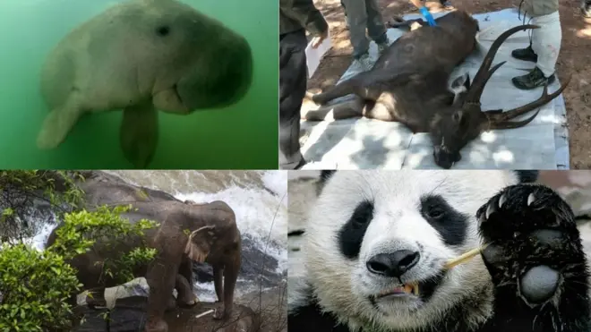 สัตว์ป่า