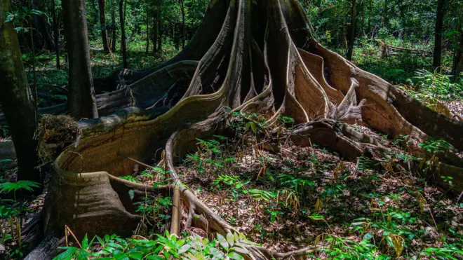 Un enorme árbol en medio de la selva.
