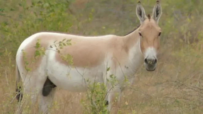 जंगली गधा, वाइल्ड ऐस, कच्छ