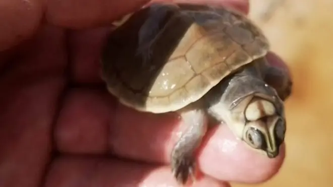 Turtles in Amazon