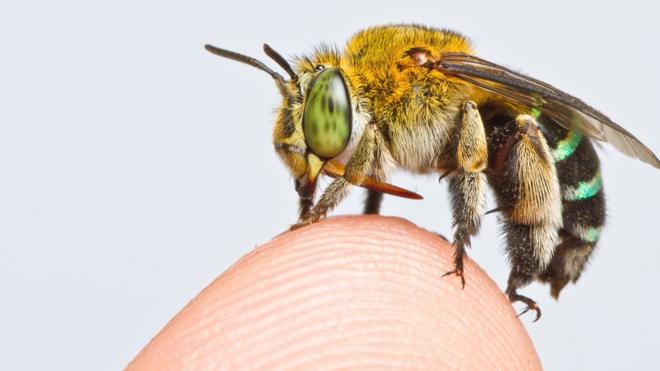 Una abeja de la especie Amegilla andrewsi