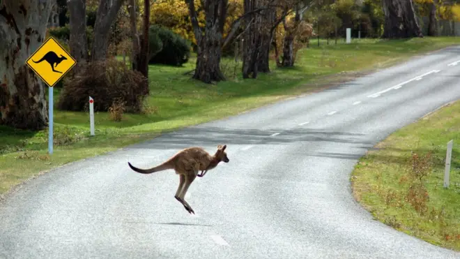 There are more than 20,000 kangaroo strikes each year in Australia