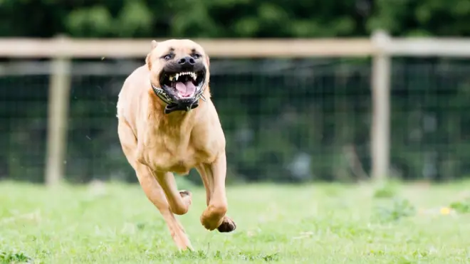 Perro agresivo