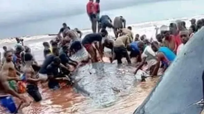 Pipo dey butcher di whale