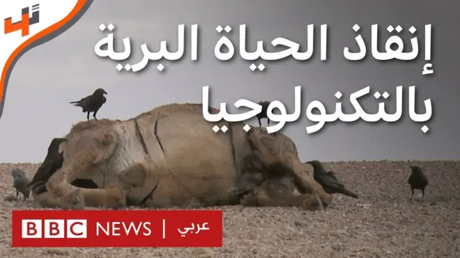 هل تساعد التكنولوجيا في الكشف عن الاتجار غير الشرعي بالحيوانات البرية؟