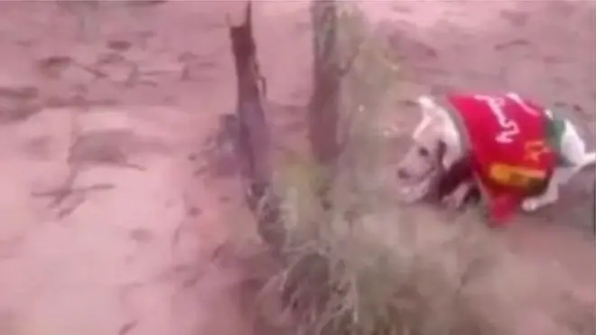 د سپې وژنې ویډیويي کلیپ پر خواله رسنیو لاس پر لاس شو او ډېرو خلکو دغه پېښه سخته وغندله