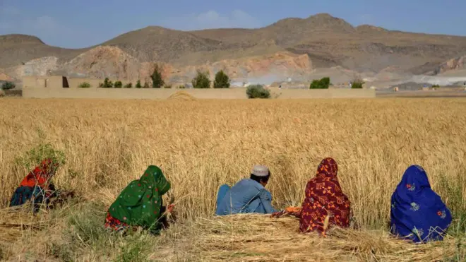 گزارش تازه اداره ملی احصایه و معلومات نشان میدهد که امسال بالای ۵۶۲ هزار هکتار زمین گندم للمی کِشت شده، در حالی که سال گذشته این رقم ۷۳۶ هزار هکتار بود.