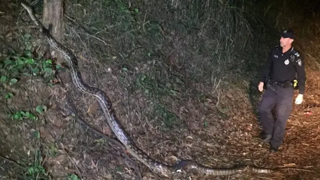 Officers on a night patrol stumbled across the giant snake