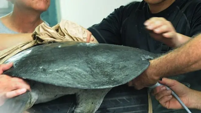 कृत्रिम गर्भाधारण गराउने प्रयास